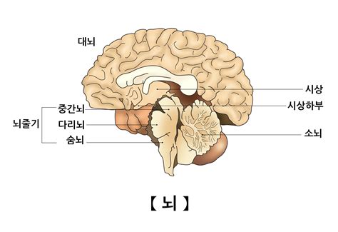 뇌 의 구조